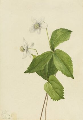 Canada Violet (Viola canadensis) (1903)