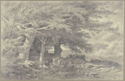 Forest edge with herd of goats