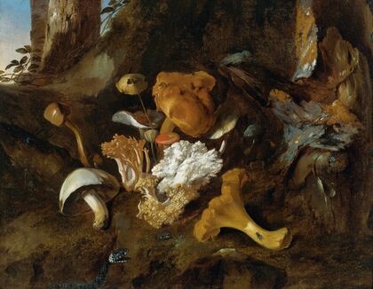 Forest Floor Still Lifes With Mushrooms, Butterflies And A Snake