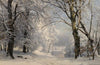 Forest In Winter