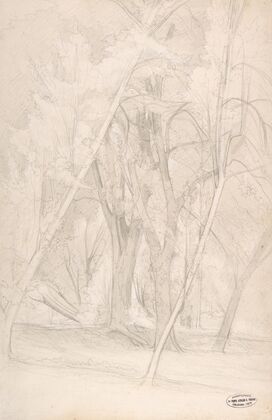 Forest Interior