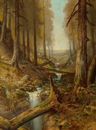 Forest Interior