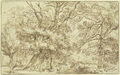 Forest landscape