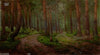 Forest Landscape