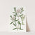 Forest Pimelea by Sydenham Edwards