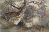 Forest Scene