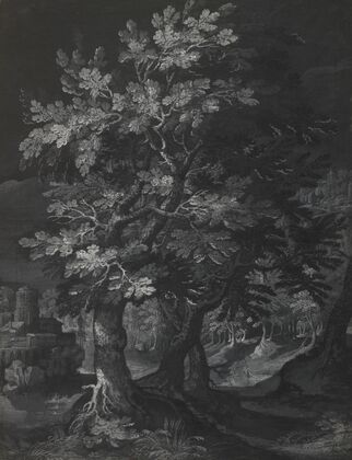 Forest Scene
