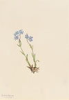 Purple Prairieclover (Petalostemon purpureum) (1927)