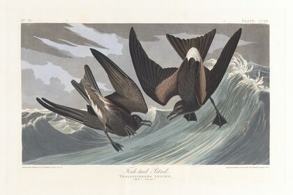 Fork-tail petrel