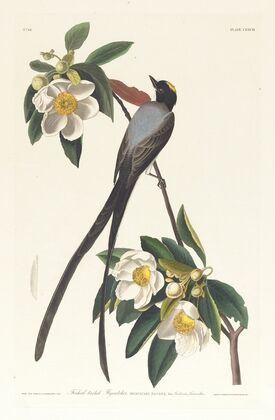 Fork-tailed flycatcher