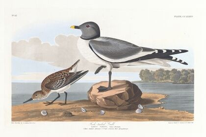 Fork-tailed gull