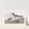 Fork-tailed gull by John James Audubon
