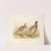 Formosa Ring-necked Pheasant (Phasianus colchicus formasanus). (1918-1922) by Henry Jones