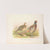 Formosa Ring-necked Pheasant (Phasianus colchicus formasanus). (1918-1922) by Henry Jones