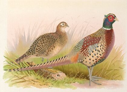Formosan Ring-Necked Pheasant
