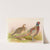 Formosan Ring-Necked Pheasant by Henry Jones