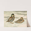 Formosan Teal by Louis Agassiz Fuertes