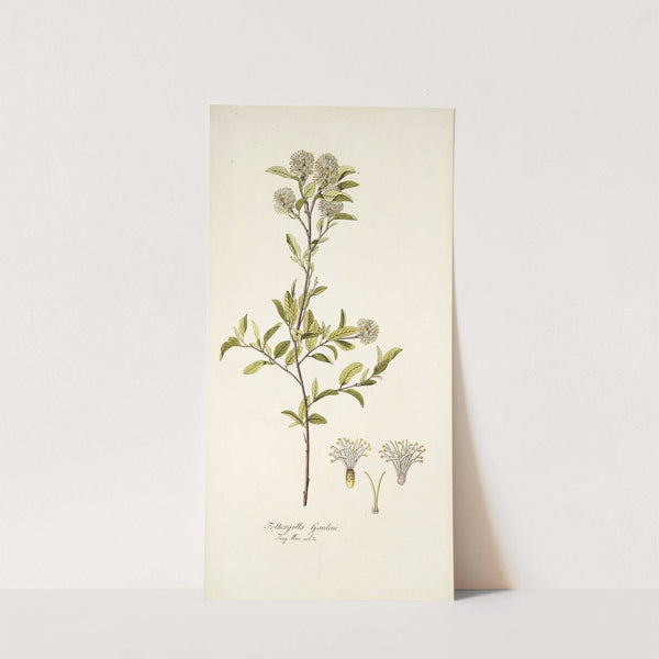 Fothergilla gardeni (1781-1793) by Nikolaus Joseph Freiherr von Jacquin