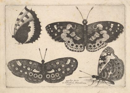 Four Butterflies (1646) — size preview