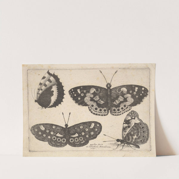 Four Butterflies (1646) by Wenceslaus Hollar