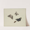 Four butterflies by Herman Henstenburgh