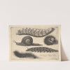Four Caterpillars and a Snail (1646) by Wenceslaus Hollar