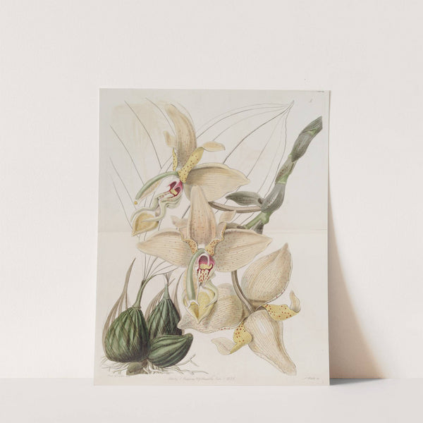 Four-horned Stanhopea by Sydenham Edwards