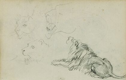 Four lion studies