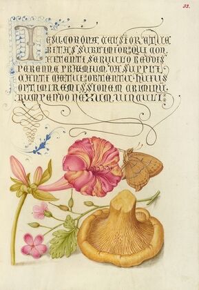 Four-o’Clock, Brown Hairstreak, Herb Robert, and Chanterelle (1561–1596)