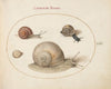 Four Snails (1575-1590)
