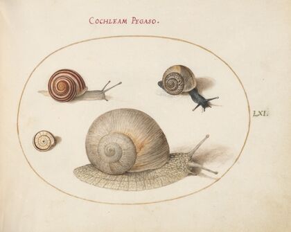 Four Snails (1575-1590)