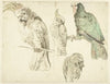 Four Studies of Cockatoos (c. 1650 - c. 1719)
