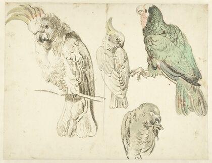 Four Studies of Cockatoos (c. 1650 - c. 1719)