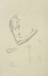 Four views of musculature and bones of bent arm