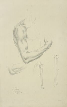 Four views of musculature and bones of bent arm
