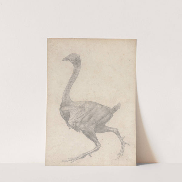 Fowl, Lateral View, with Skin and Underlying Fascial Layers Removed (1795 to 1806) by George Stubbs