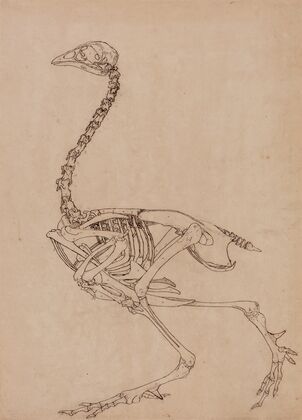 Fowl Skeleton, Lateral View