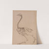 Fowl Skeleton, Lateral View (1795 to 1806) by George Stubbs