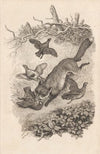 Fox and Partridges (1818)