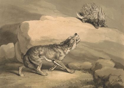 Fox and the Hedgehog (Porcupine)