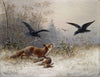 Fox Chasing Rabbits in Winter