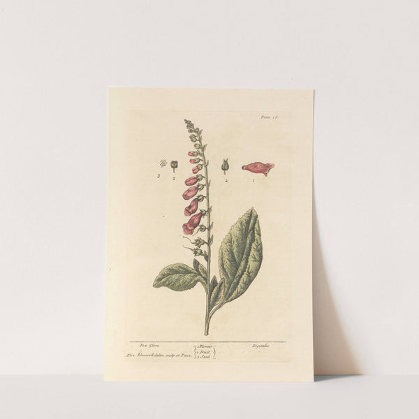 Fox glove by Elizabeth Blackwell