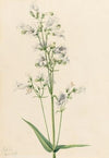 Foxglove Pentstemon (Pentstemon digitalis) (1919)