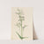 Foxglove Pentstemon (Pentstemon digitalis) (1919) by Mary Vaux Walcott