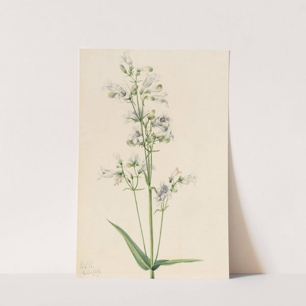 Foxglove Pentstemon (Pentstemon digitalis) (1919) by Mary Vaux Walcott