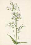 Rocky Mountain Twayblade. Ophrys nephrophylla