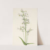 Foxglove Pentstemon. Pentstemon digitalis (1925) by Mary Vaux Walcott