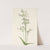 Foxglove Pentstemon. Pentstemon digitalis (1925) by Mary Vaux Walcott