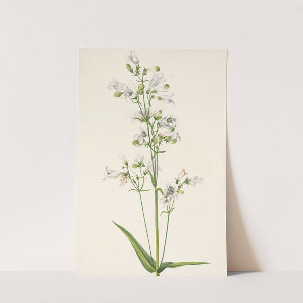 Foxglove Pentstemon. Pentstemon digitalis (1925) by Mary Vaux Walcott