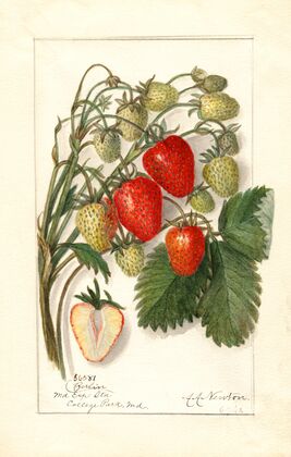 Fragaria: Berlin